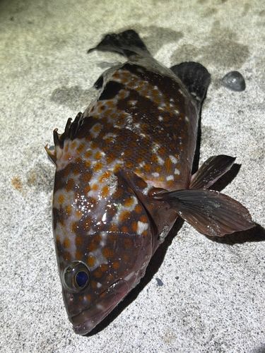 表浜名湖