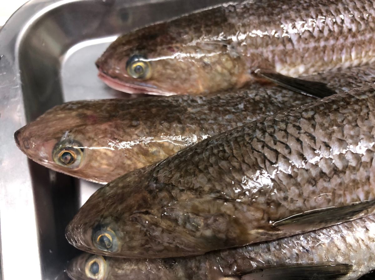 Tsuritter1972さんの釣果 2枚目の画像