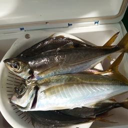 マアジ