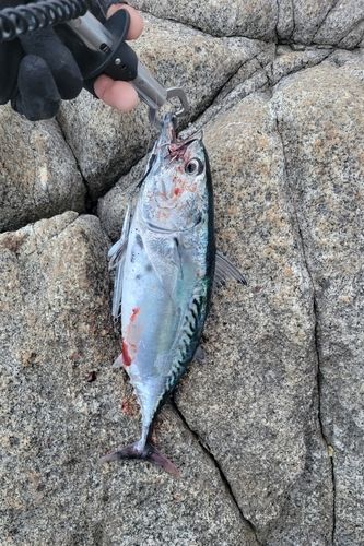 釣果