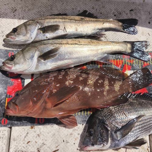 キジハタの釣果