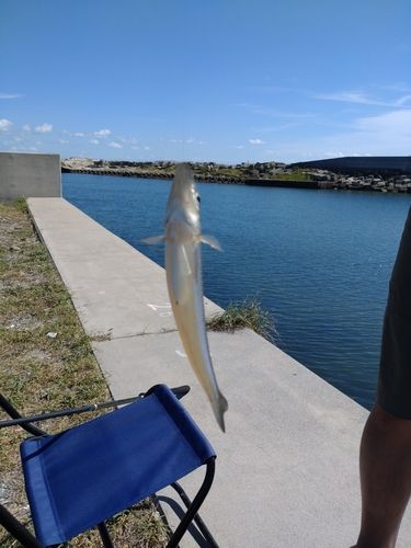 キスの釣果