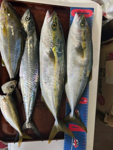 ハマチの釣果