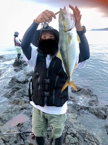 ハマチの釣果