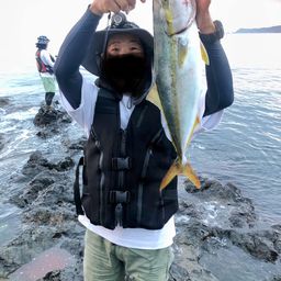 ハマチ