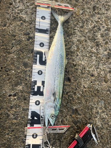 サゴシの釣果