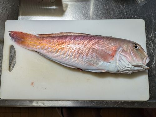 紀伊水道