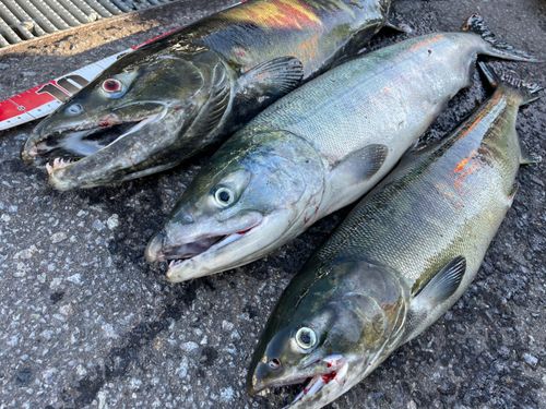 シロザケの釣果
