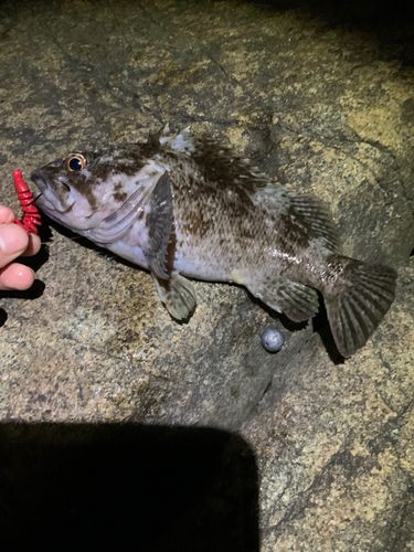 クロソイの釣果
