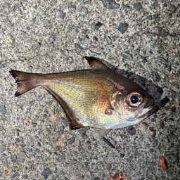 ツマグロハタンポ