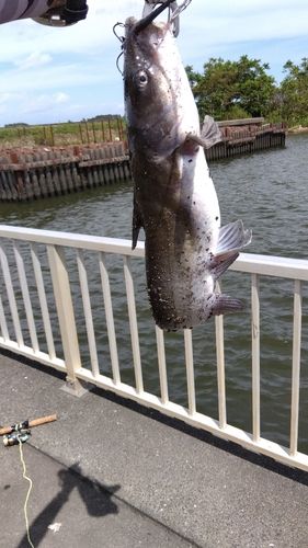 アメリカナマズの釣果