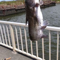 アメリカナマズ