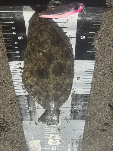 ソゲの釣果
