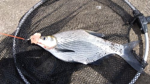 ダントウボウの釣果