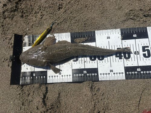 マゴチの釣果