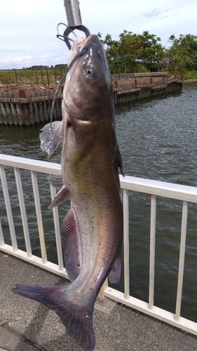 アメリカナマズの釣果