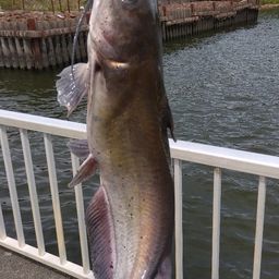 アメリカナマズ