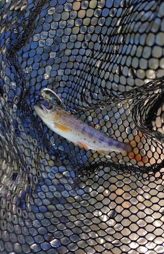 ヤマメの釣果