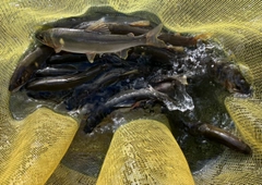 アユの釣果