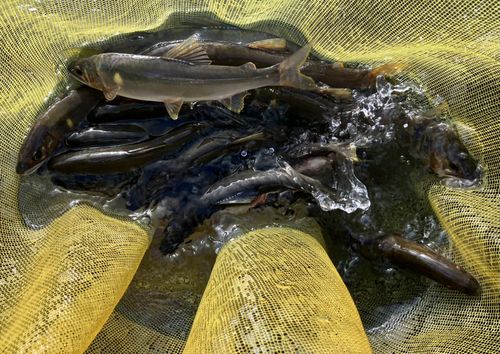 アユの釣果