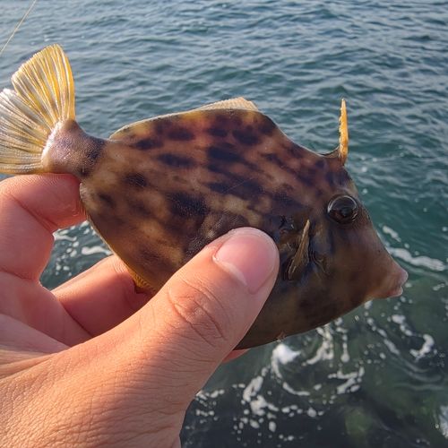 カワハギの釣果