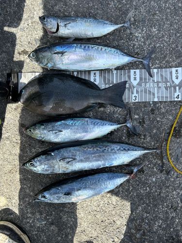 ソウダガツオの釣果
