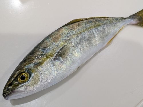 寺泊沖