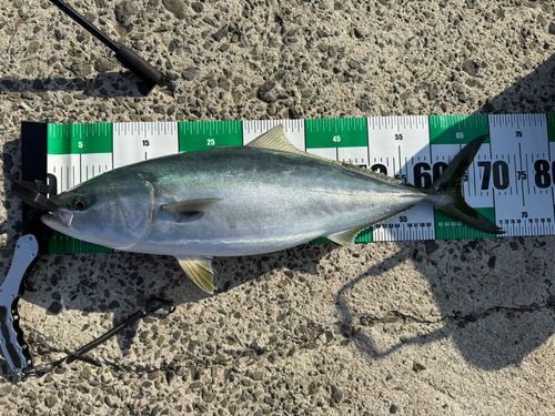 メジロの釣果