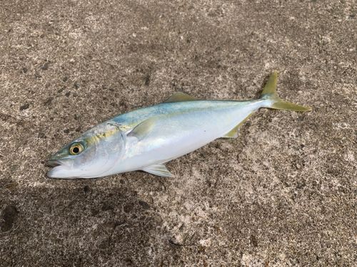 コゾクラの釣果