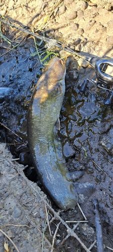 ナマズの釣果