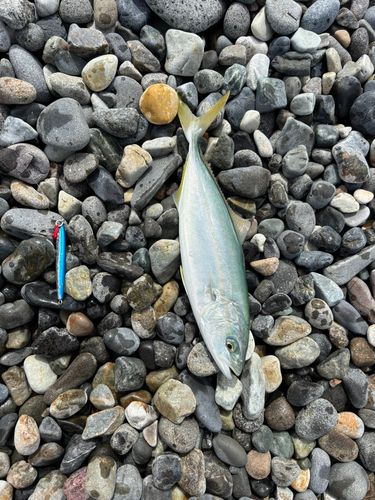 ワカシの釣果