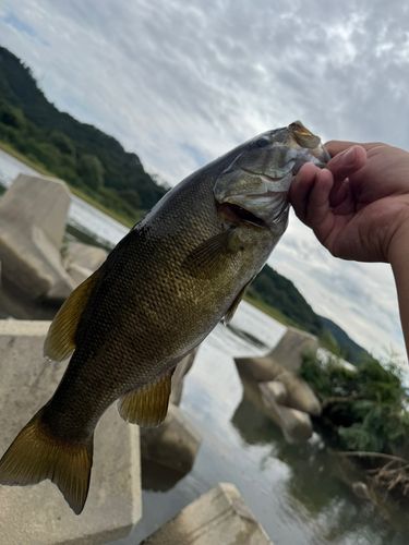 最上川上流