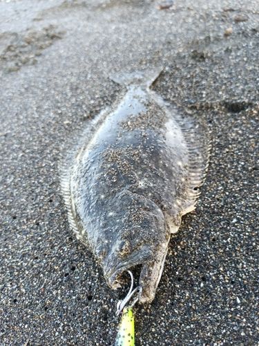 ソゲの釣果