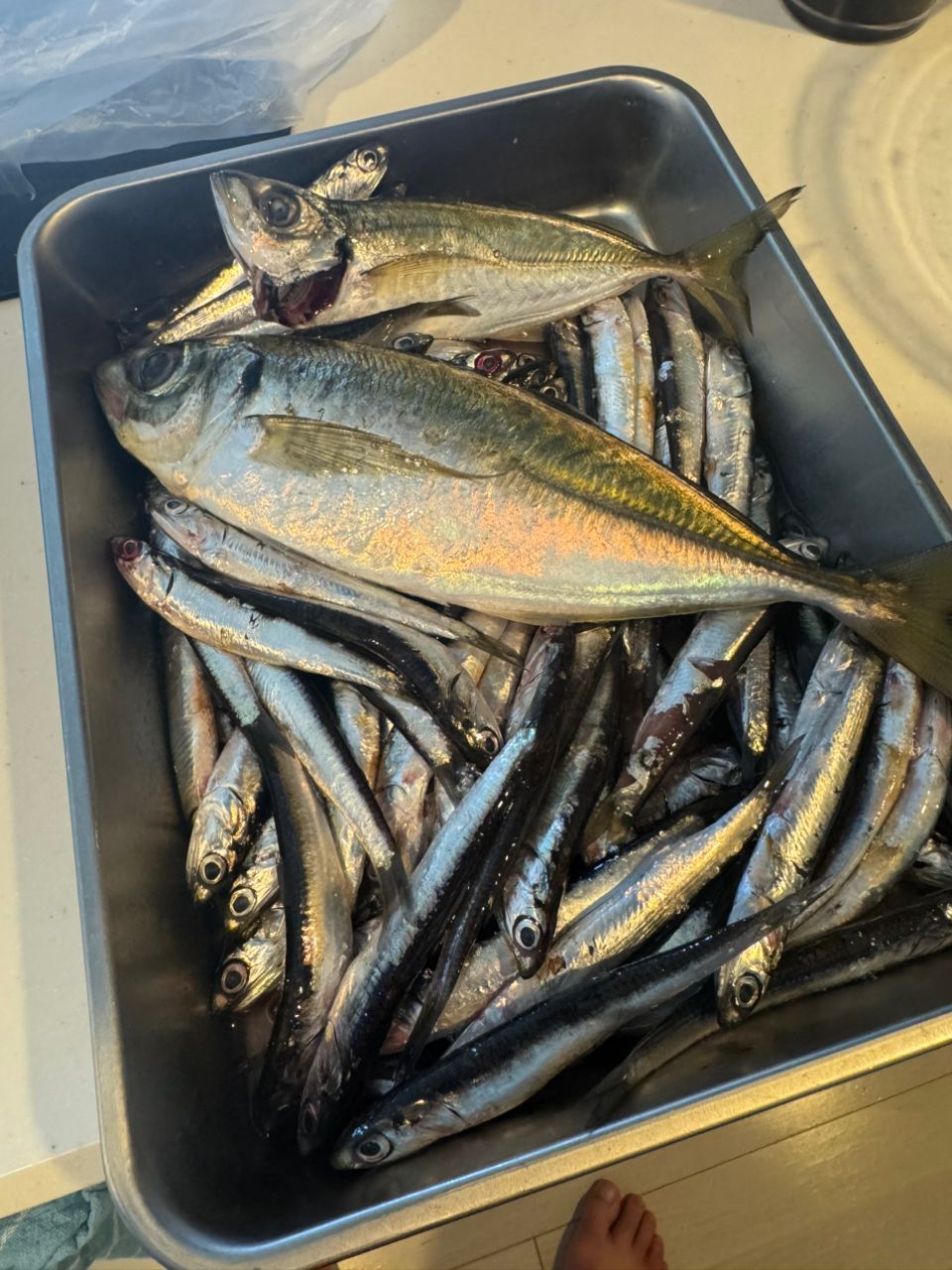 20 ティエラIC 100XHL Amazon | ダイワ(DAIWA) カウンター付ベイトリール 20 ティエラ