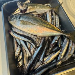 カタクチイワシ