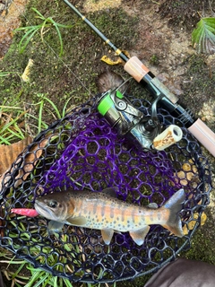 ヤマメの釣果