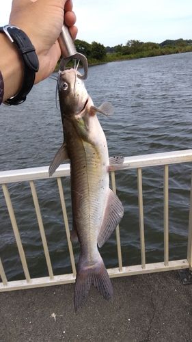 アメリカナマズの釣果