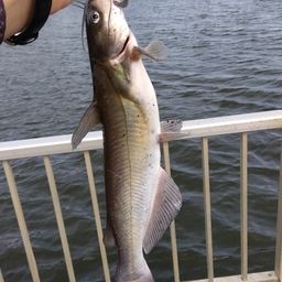 アメリカナマズ