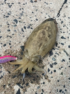 コウイカの釣果