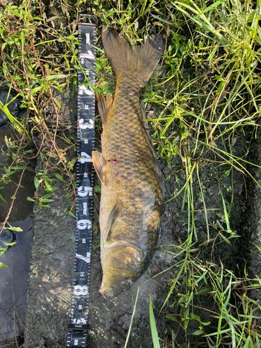 コイの釣果