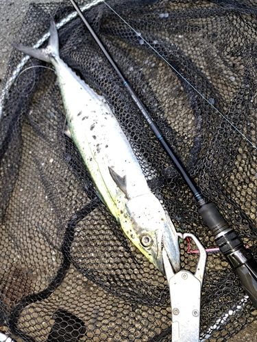 サゴシの釣果