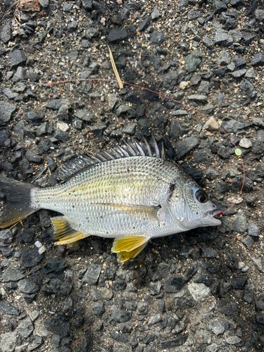 キビレの釣果