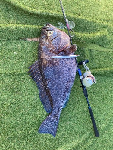 モロコの釣果