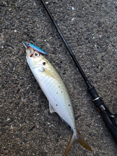 マルアジの釣果