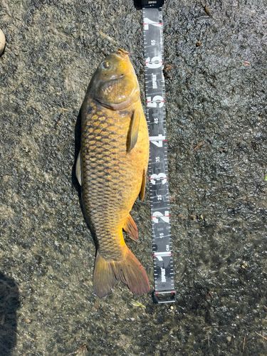 コイの釣果