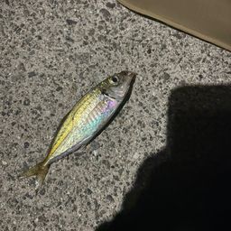 アジ