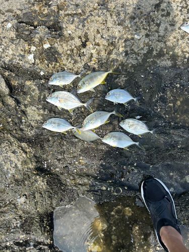メッキの釣果