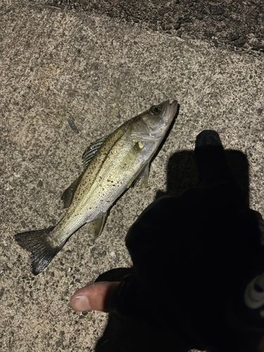 フッコ（マルスズキ）の釣果