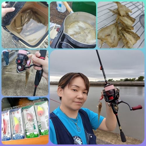 ハゼの釣果