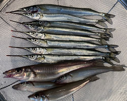 サヨリの釣果